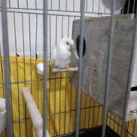 طوطی برزیلی