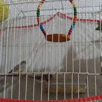 فنج به فروش می رسد معاوضه با کتوله