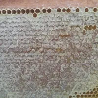 عسل طبیعی گلیداغ موجود است