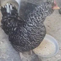مرغ و جوجه گلین فول ریش