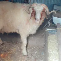 قوچ عراقی اصل