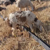 بره نر سبک وزن