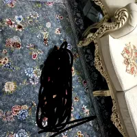 با سلام یک جفت فرش پرشین