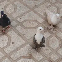 کفتر|پرنده|سبزوار, غرب نیروگاه|دیوار