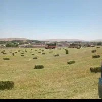 یونجه