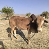 گاونر