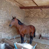 فروش اسب جوان