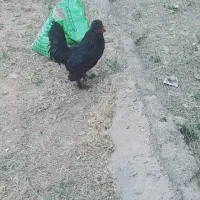 خروس جوان پاپر ریشووکاکولی