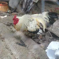 خروس بسیار درشت برهما