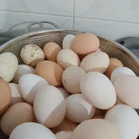 تخم مرغ  گلین تازه