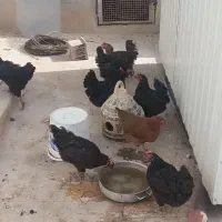 مرغ و خروس