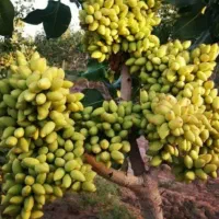 خرید پسته کال و اجاره باغ پسته