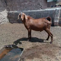 نر بز بزری