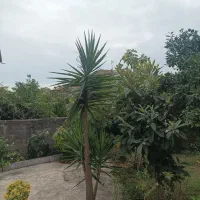یوکا