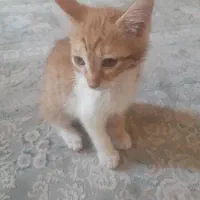 واگذاری بچه گربه