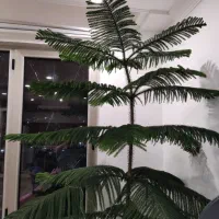 کاج مطبق ۱۰ طبقه دو نیم متر