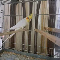 عروس هلندی باجوجه ، مولد