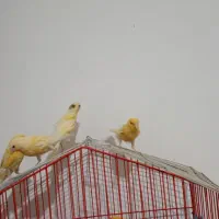 قناری لیمویی