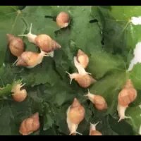 حلزون آجاتینا البینو