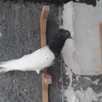 کبوتر صید