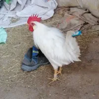 انواع خروس محلی