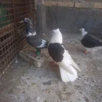 رنگی|پرنده|شوشتر, |دیوار