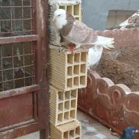 کفتر شازده