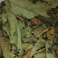 سبزی فروشی زیر قیمت بازار