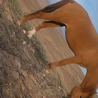 ب دلیل نداشتن شرایط نگهداری میدمش وگرنه