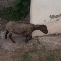 گوسفند ماده آبستن