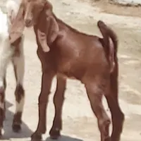 کهره نر و ماده پاکستانی|حیوانات مزرعه|بوشهر, |دیوار