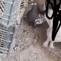 کفتر.کبوتر رنگی