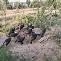 فروشی بوق