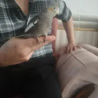جوجه عروس هلندی دانه خور  دستی و آرام