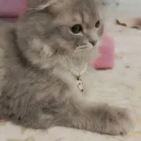 گربه نر اسکاتیش