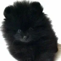 پامر خرسی فقط 9800