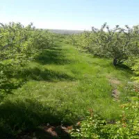 یک هکتار زمین باغی با درختان میوه