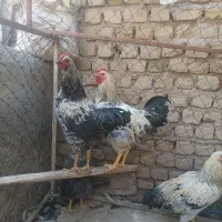 مرغ و خروس جوان در نوبهار