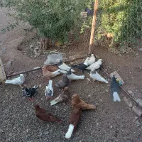 کفتر|پرنده|میان جلگه, |دیوار