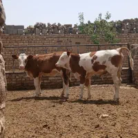 سمینتال قرمز