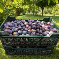 آلو سیاه طرقبه شمس آفتابی الو خشک