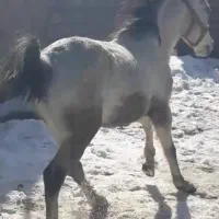 اسب اخته باری