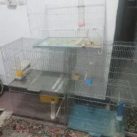 قفس پرنده