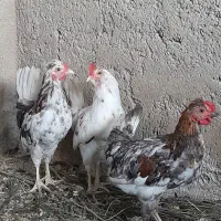 خروس گلین