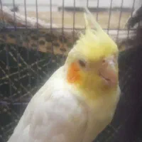 عروس هلندی ماده