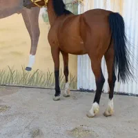 مادیان دره شوری ابستن