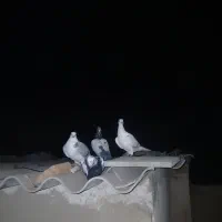 کبوتر