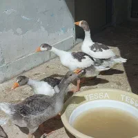 چهار عدد غاز