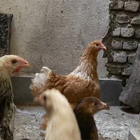برهما مرغ و نیمچه