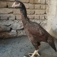 مرغ لاری